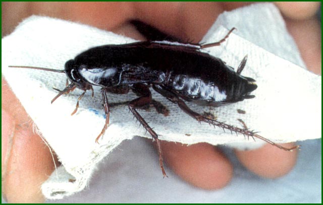 черный таракан фото самец